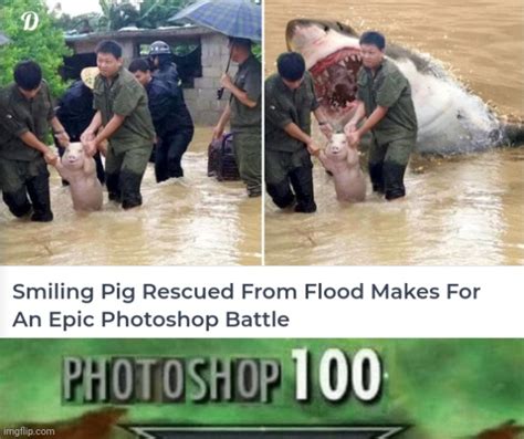 Pig Rescued From Flood Imgflip