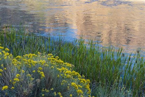 Usa New Mexico Abiquiu Rio Chama Blooming Bushes And Grass Growing