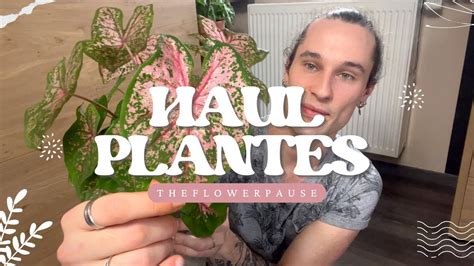 Haul Plantes Caladium Tradescantia Plantes Dext Rieur Youtube