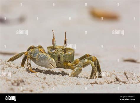 Ghost Crab Ocypode Bird Island Seychelles Stock Photo Alamy