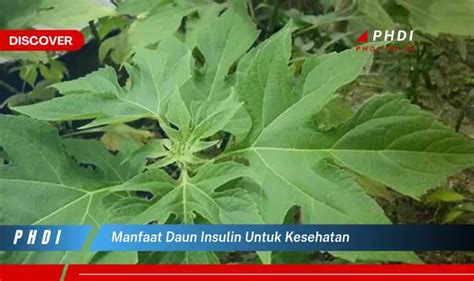 Ketahui Manfaat Daun Insulin Untuk Kesehatan Yang Bikin Kamu Penasaran