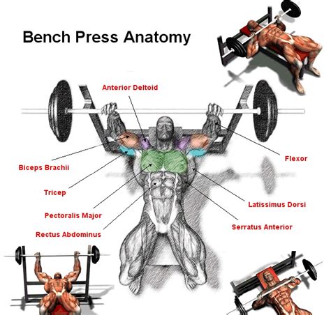 Seated Chest Press Vs Bench Press ~ Wallpaper Jeannie Meyer