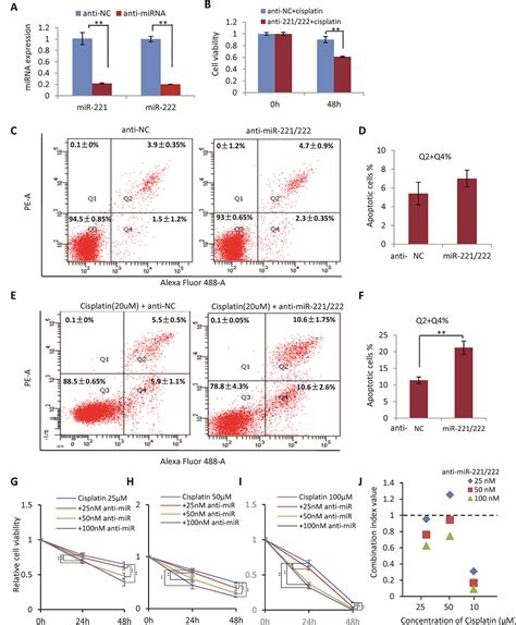 Frontiers Targeted Inhibition Of MiR 221 222 Promotes Cell