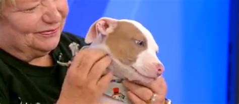 Pet Of The Week Wspa 7news