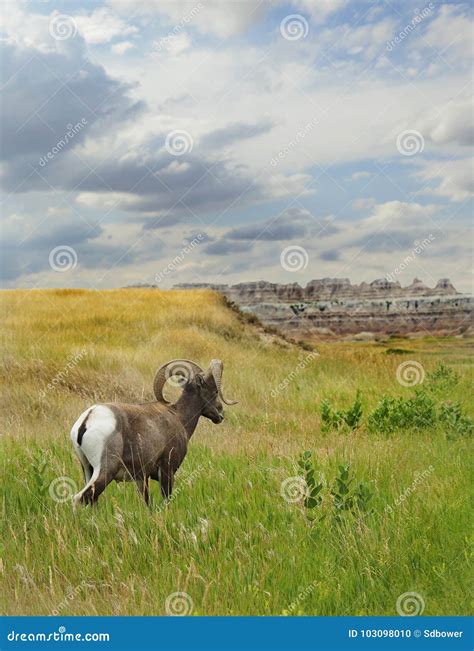 Big Horn Sheep In The Badlands Of South Dakota Stock Photo Image Of