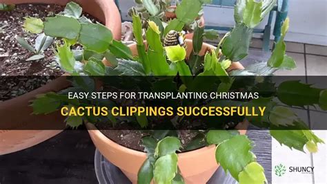 Easy Steps For Transplanting Christmas Cactus Clippings Successfully Shuncy