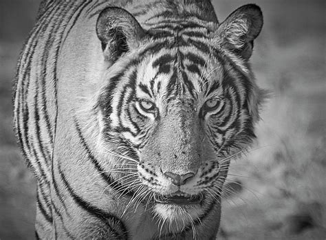 Wild Royal Bengal Tiger - Black and White Portrait Photograph by Mikey ...