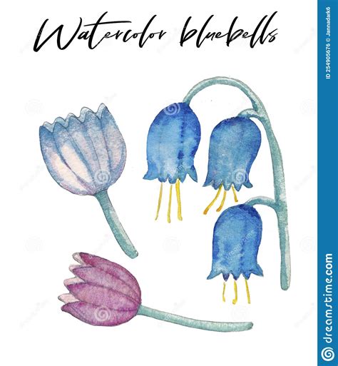 Watercolor Hand Drawn Bluebells Clip Art Drawn Blubells Simple