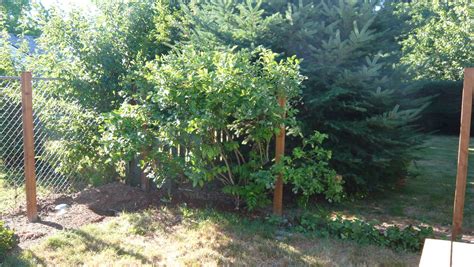 Blueberry Bush And New Fence Posts Joshuagarr Flickr