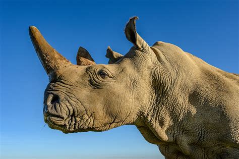 Scientific Breakthrough May Save Northern White Rhino Through Surrogacy