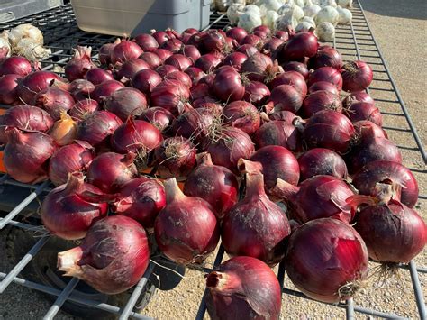 Redwing Onion Plants Dixondale Farms