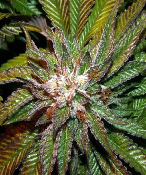 BC Shiatsu Kush Cannabis Seeds By BC Bud Depot Seeds Buy BC Shiatsu