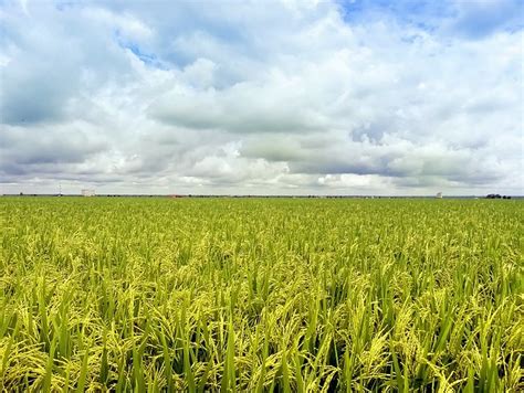 Sawah Padi Flickr Photo Sharing