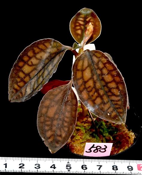 日本代購代標第一品牌樂淘letao洋蘭原種 583 Cystorchis javanica variegata var