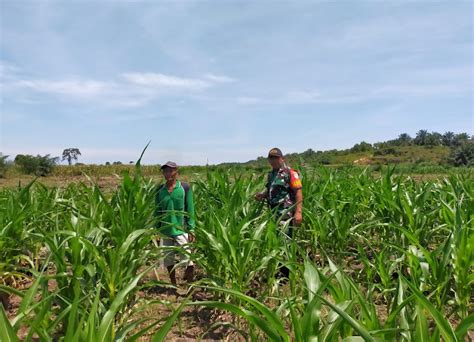 Babinsa Bersama Petani Cek Perkembangan Tanaman Jagung Singkil Terkini