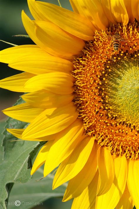 060702 10 Sansepolcro In 2024 Sunflower Painting Sunflower