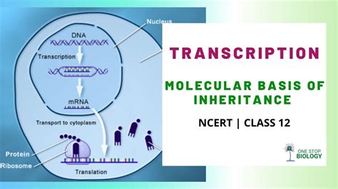 Transcription Molecular Basis Of Inheritance One Stop Biology