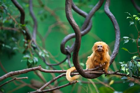 Monkey Tails: Monkey Tail Business - A-Z Animals