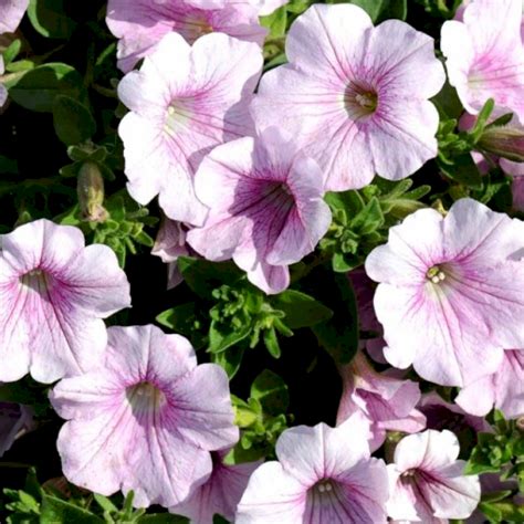 Petunia Rosa Petunia Hybrid Surfinia Rosa Sommerblomster