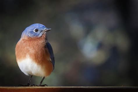 Eastern Bluebird Photograph By Tom Strutz Fine Art America