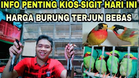 INFO PENTING KIOS SIGIT HARGA SEMUA JENIS BURUNG TERJUN BEBAS DI PASAR