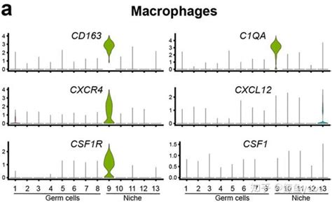 单细胞文献阅读：the Adult Human Testis Transcriptional …… 知乎