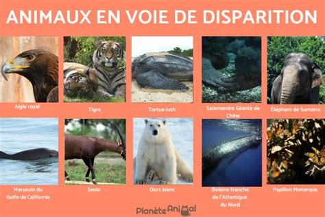 De Animaux En Voie De Disparition Dans Le Monde