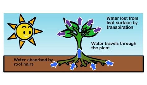 Where Do Trees Get Their Mass Uncover The Fascinating Science