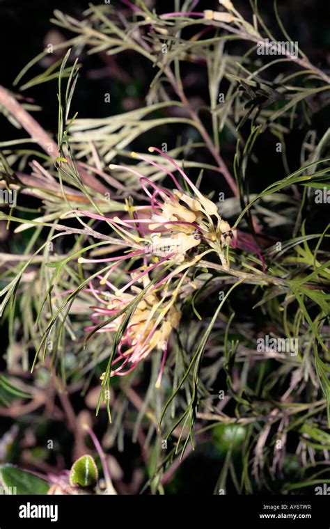 Flores de grevillea fotografías e imágenes de alta resolución Alamy