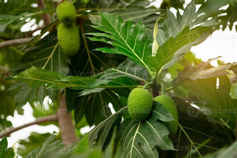 Breadfruit On Breadfruit Tree With Green Leaves In The Garden Tropical