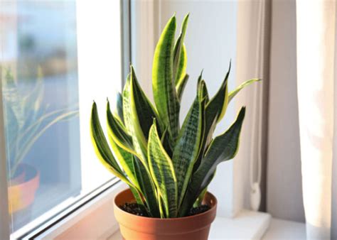 Indoor Plants Toxic To Dogs What You Need To Avoid