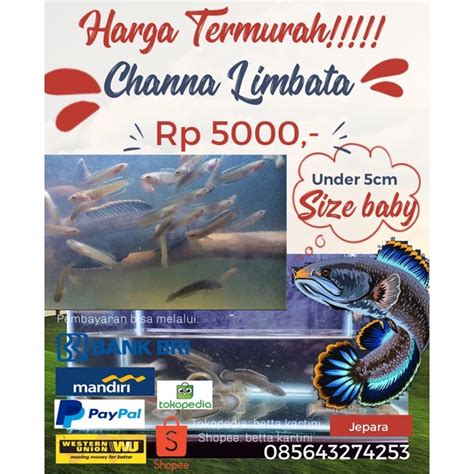 Jual Ikan Chana Limbata Baby Size Under 5cm Channa Limbata Bahan Cana