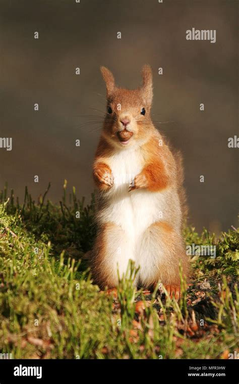 Erect Red Squirrel Sciurus Vulgaris Looking Towards Camera With Hazel Nut In Mouth And Ear