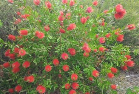 Callistemon Citrinus Endeavour Wholesale Nursery Nurseries In