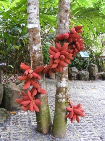 Pin by Adalia on A-Fruits | Fruit garden, Fruit trees, Exotic fruit