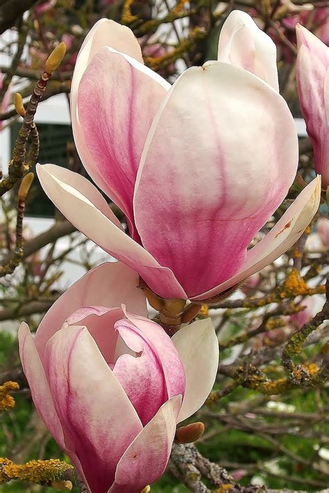 Details Imagen Flor Magnolia Rosa Abzlocal Mx