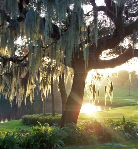 Island Course At Innisbrook Resort And Golf Club Golf Stay And Plays