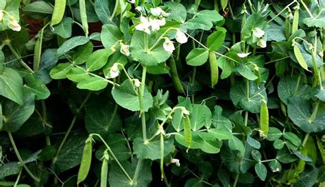 Cultivo De Ervilhas Como Plantar Cultivar E Colher Ervilhas Verdes