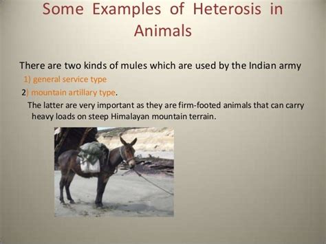 Heterosis