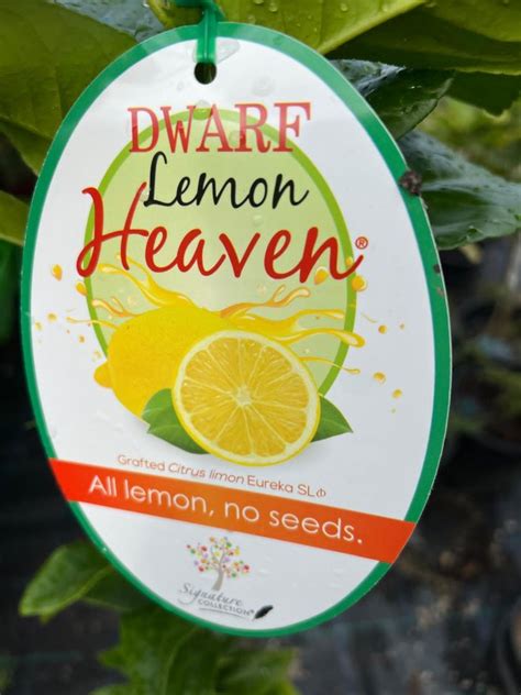 Lemon Heaven Seedless Eureka Neth Plant