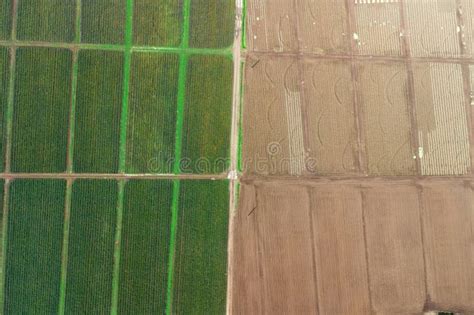 Aerial View of Pineapple Plantation. Harvesting at a Pineapple Farm ...