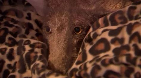 Mystery Animal Rescued By Woman Baffles Wildlife Experts With Plans