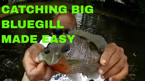 Catching Big Bluegill On Bed For Beginners With Our New Ultralight