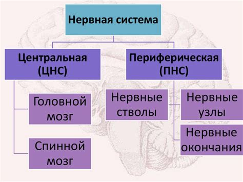 Нервная система - презентация онлайн