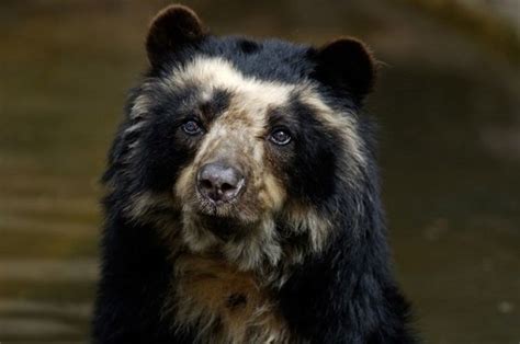 Spectacled bear - Alchetron, The Free Social Encyclopedia