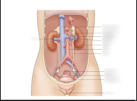 Abdomen Diagram Quizlet