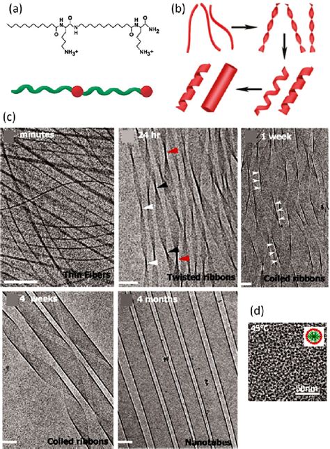 Self-assembly process of an amphiphilic peptide. (a) Chemical structure ...