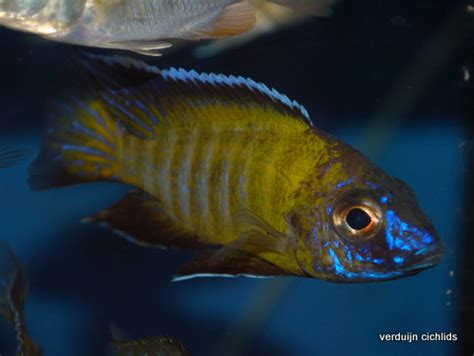 Home Verduijn Cichlids