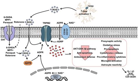 Schematic Figure Of Proposed Transient Receptor Potential Melastatin 2 Download Scientific