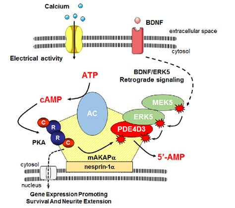 Model Of CAMP Signaling Regulation In The Perinuclear Compartment